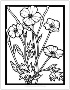 poppy flowers coloring page  print it free