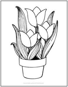 Potted Tulips Coloring Page | Print it Free